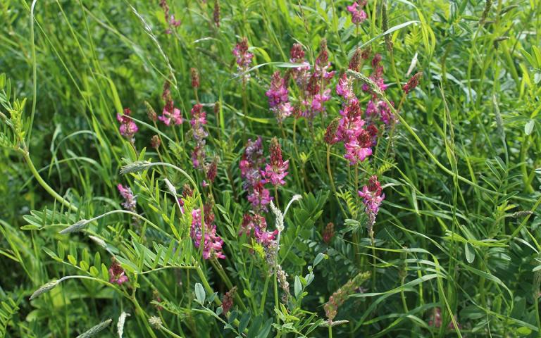 Onobrychis viciifolia Scop. - Эспарцет виколистный