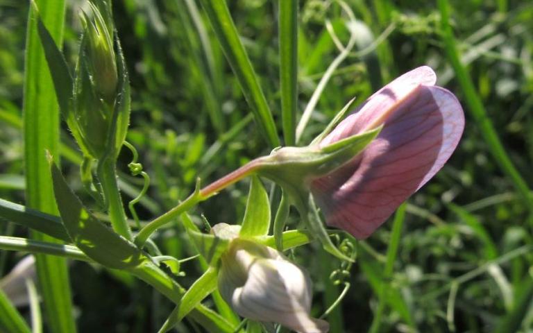 Lathyrus sativus L. - Чина посевная