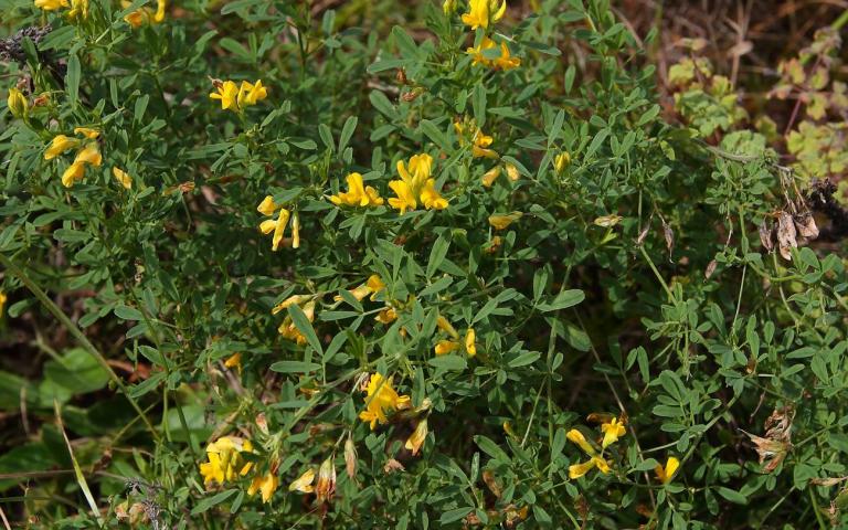 Medicago falcata L. - Люцерна серповидная