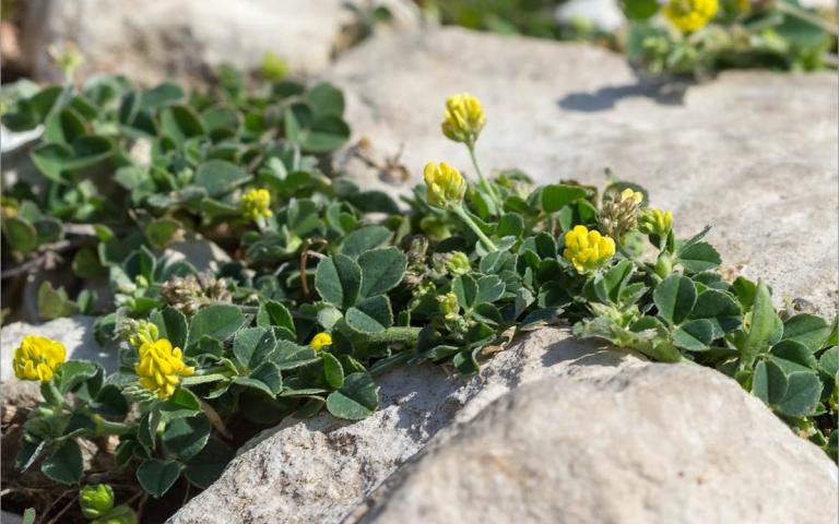 Medicago lupulina L. - Люцерна  хмелевидная