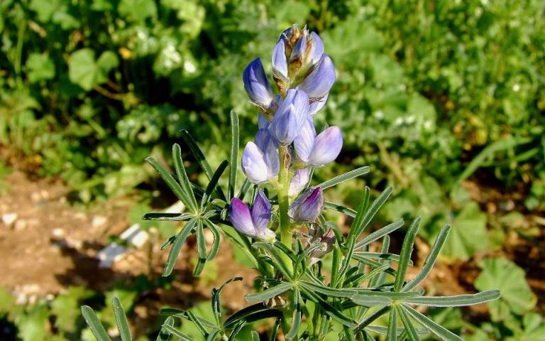 Люпин узколистный - Lupinus angustifolius L