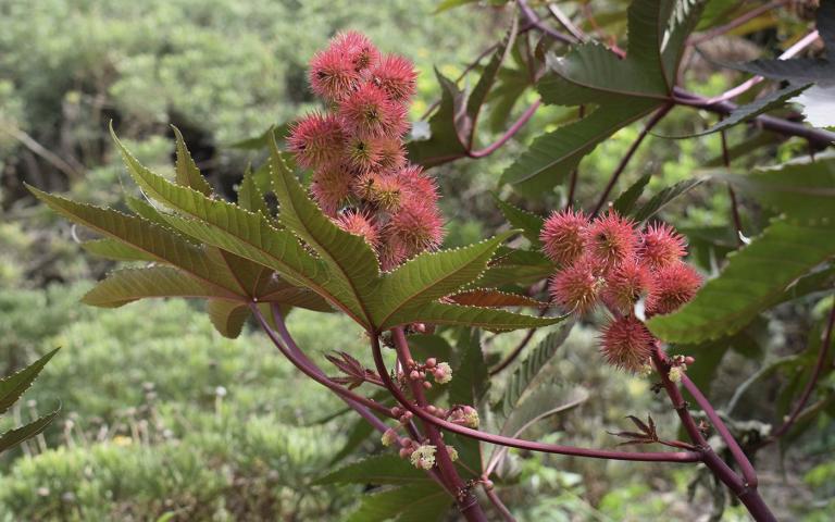 Ricinus communis L. - Клещевина