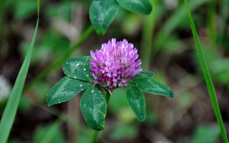 Trifolium pratense L. - Клевер луговой, красный