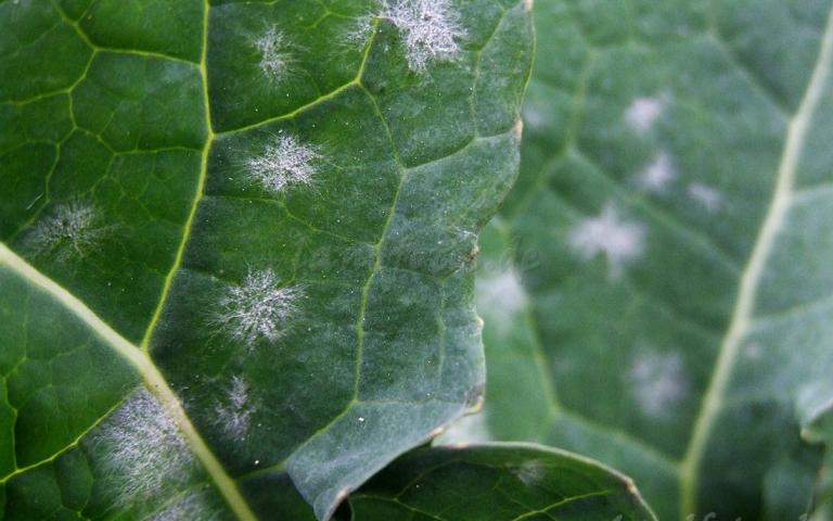 Мучнистая роса рапса - Erysiphe communis f. Brassicae, Syn.