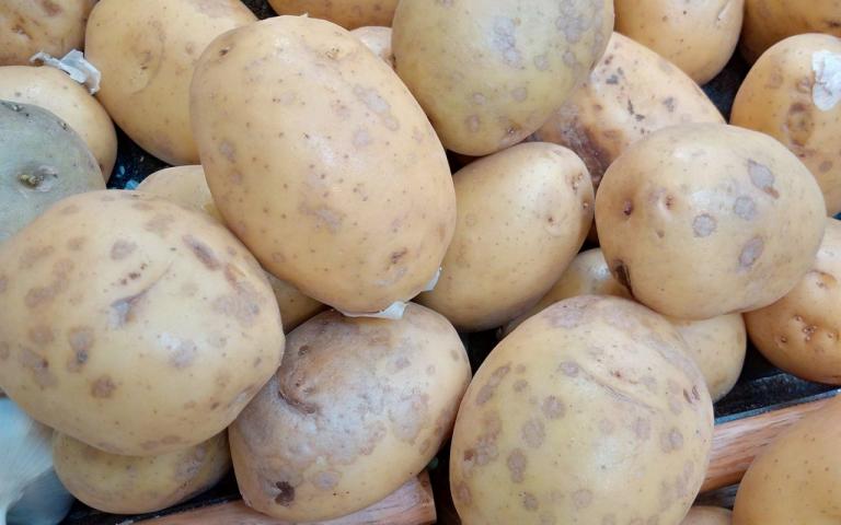 Серебристая парша картофеля - Helminthosporium solani 