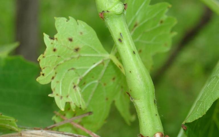 Бактериальный рак винограда - Agrobacterium tumefaciens (Smith et Townsend) Conn. (=Pseudomonas tumefaciens (Sm. Et Towns)