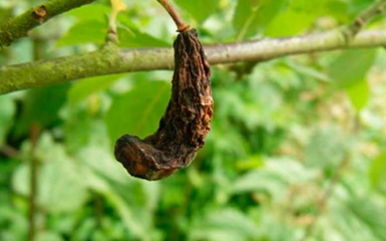 Кармашки слив - Taphrina pruni (Fuck) Tul.(=Exoascus pruni Sad.)