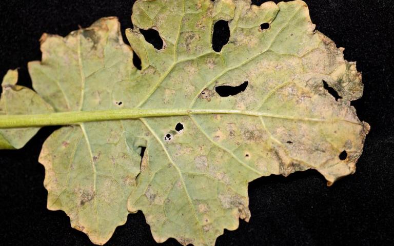 Фомоз рапса - Leptosphaeria maculans (Desm.) Ces & de Not. (анаморфа: Phoma lingam (Tode) Desm. = Plenodomus lingam Hochn)