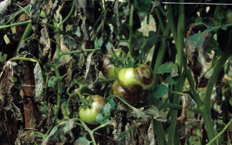 Фитофтороз - Phytophthora infestans de Bary A.