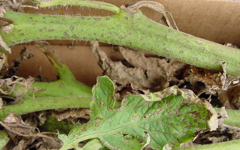 Септориоз томата - Septoria lycopersici Speg.