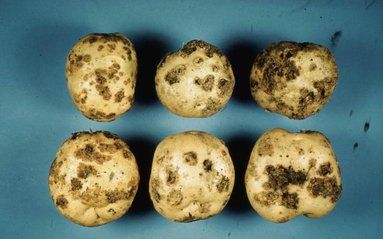 Парша обыкновенная картофеля - Streptomyces scabies (Thaxter)  Waksman et Henrici.