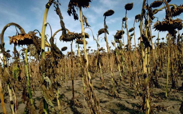 Фомоз подсолнечника - Leptosphaeria lindquistii Frezzi( =Phoma macdonaldii Boerema;=Phoma oleraceae var. helianthi-tuberosi Sacc.);  Phoma herbarum West var. helianthella Sacc; Phoma helianthi Alekseeva