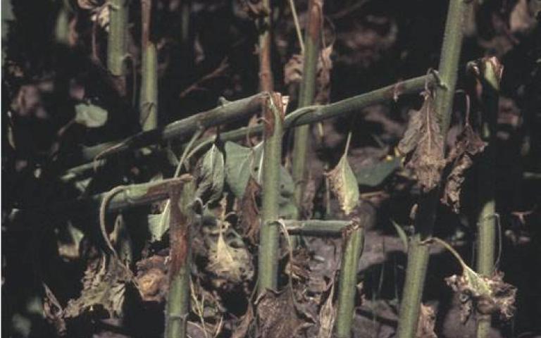 Серая пятнистость стеблей подсолнечника - Diaphorte (Phomopsis) helianthi Munt. — Cvet., Mihal.,Petrov