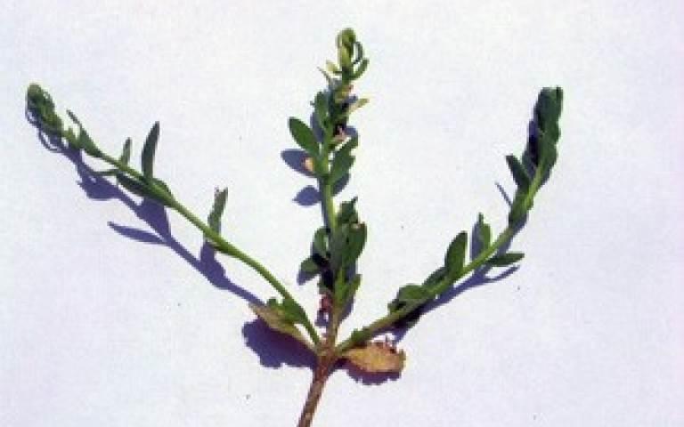 Антракноз льна - Colletotrichum lini Manns et Bolley