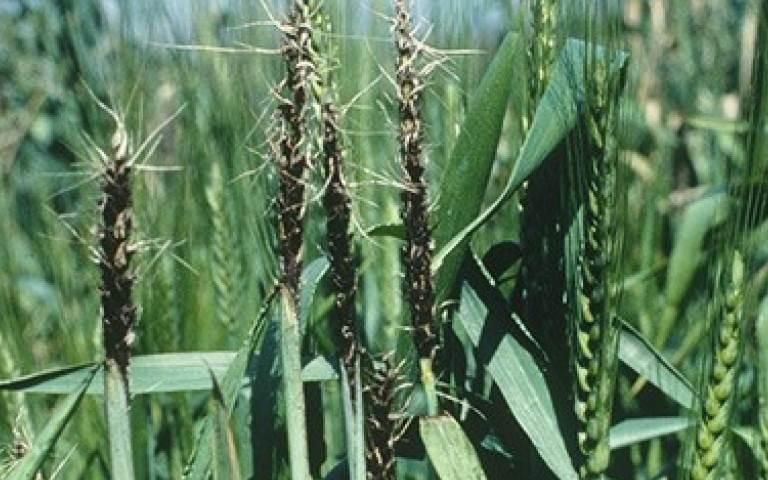 Пыльная головня пшеницы и ржи - Ustilago tritici (Pers.) C.N. Jensen, Kellerm. & Swingle Jacz. .(= Ustilago vavilovii)