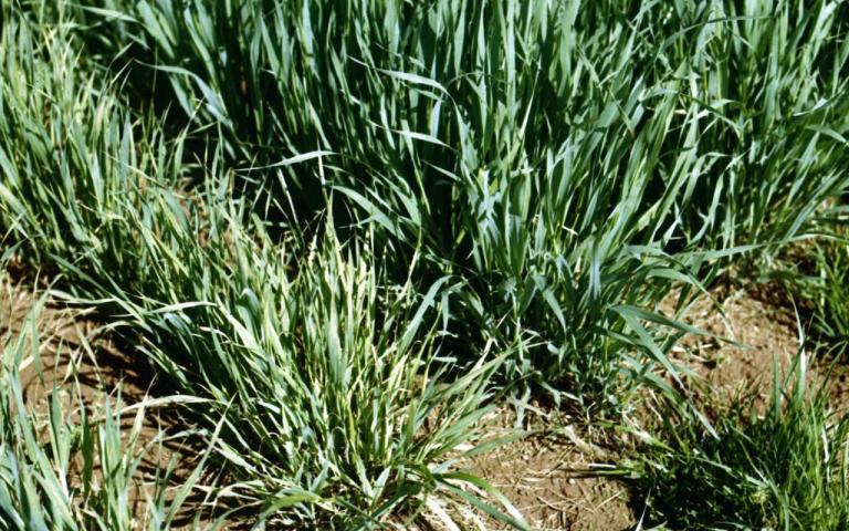 Вирус закукливания овса (ВЗО) - Oat pseudorosetter habdovirus (=Oat pupation disease virus, = oat Siberian mosaic virus, =Avena virus I Suchov et Vovk)