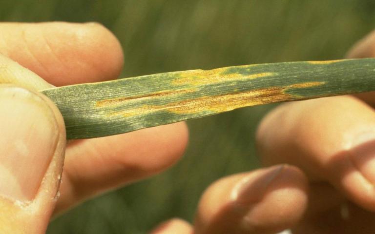 Септориоз ржи - Septoria secalis Prill.et Del