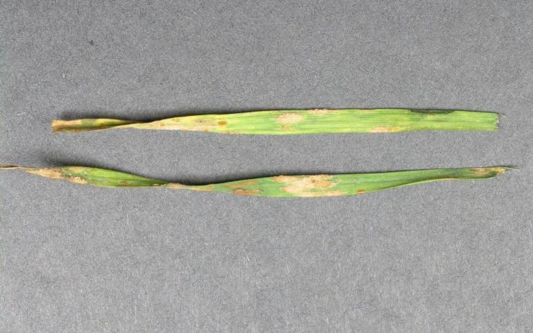 Бурая листовая ржавчина ржи - Puccinia dispersa Erikss. et Henning (=Puccinia recondita Rob.ex Desm. f. sp. secalis)