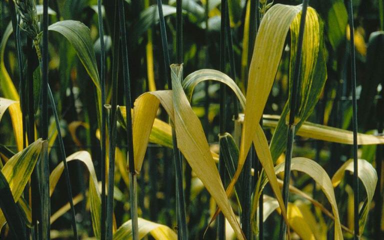 Желтая карликовость ячменя - Barley yellow dwarf luteovirus