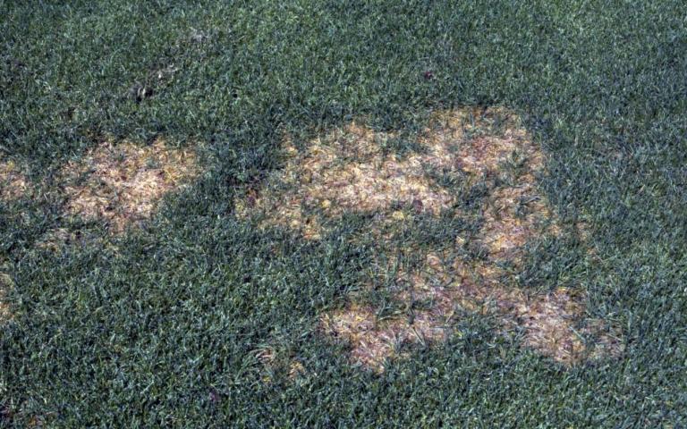 Склероциальная гниль - Sclerotinia borealis Bubak & Vleugel.( = Myriosclerotinia borealis (Bubak & Vleugel) L.M. Kohn, = Sclerotinia graminearum Elenev ex Solkina. = Whetzelinia borealis Khokhr.)