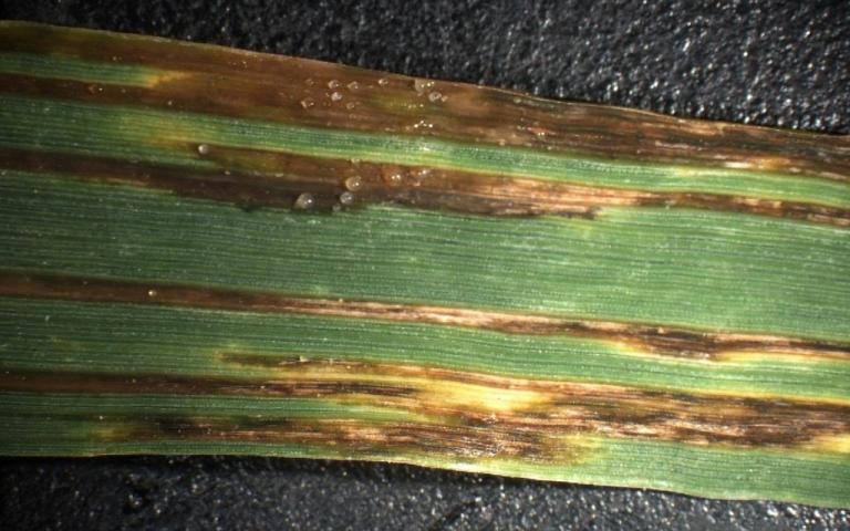 Черный бактериоз пшеницы - Xanthomonas campestris pv. translucens (Jones, Jonson and Reddy) Dye