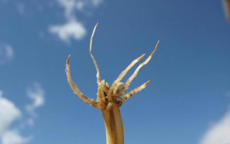 Ризоктониозная корневая гниль пшеницы - Rhizoctonia solani J.G. Kuhn (= Thanatephorus cucumeris (A.B. Frank) Donk)
