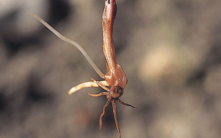 Питиозная корневая гниль пшеницы - Pythium aristosporum Vanterp., Pythium arrhenomanes Drechsler, Pythium graminicola Subraman., Pythium ultimum Trow