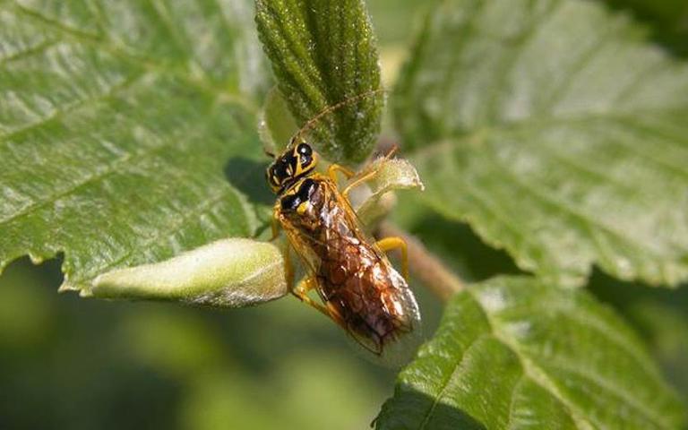 Костянкоплодный пилильщик-ткач - Neurotoma nemoralis L.