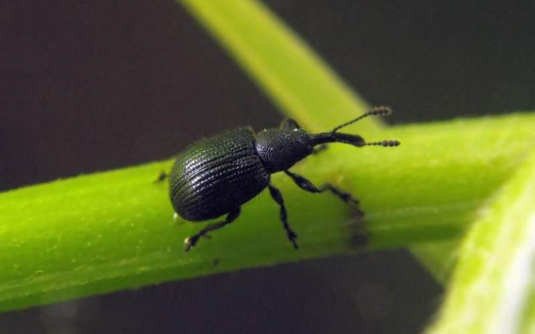 Плодовая букарка - Coenorrhinus pauxillus Germar