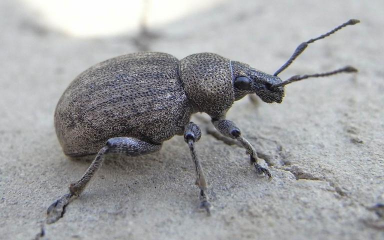 Люцерновый скосарь - Otiorhynchys ligustici L. 