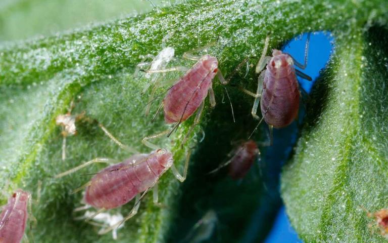 Картофельная большая тля - Macrosiphum euphorbiae Thom.