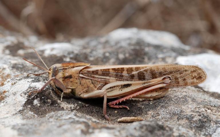 Перелетная саранча - Locusta migratoria L. 