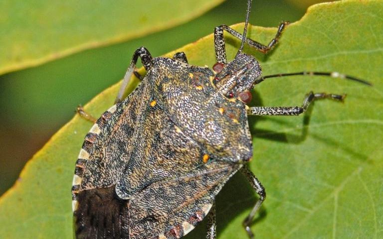 Мраморный клоп - Halyomorpha halys Stål.