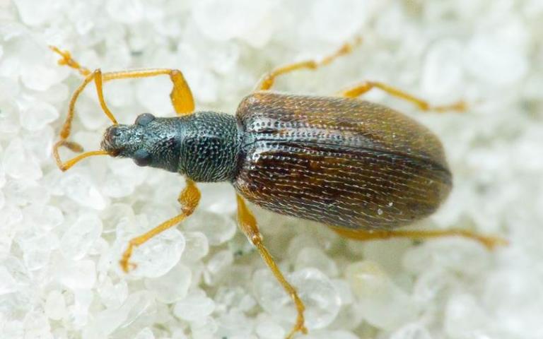 Продолговатый листовой долгоносик - Phyllobius oblongus L.