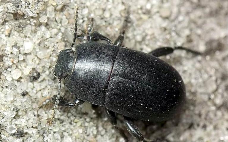 Кукурузный медляк - Pedinus femoralis L.