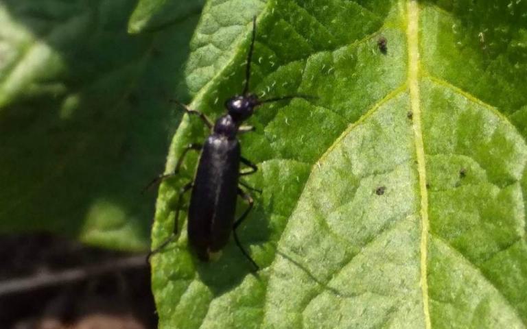 Шпанка черноголовая - Epicauta megalocephala (Gebler)