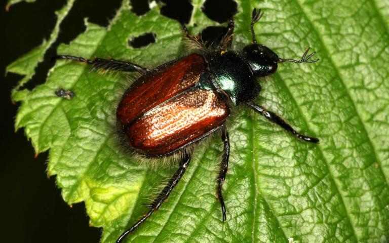 Хрущик садовый - Phyllopertha horticola L.