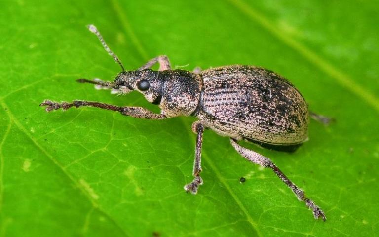 Серый почковый долгоносик - Sciaphobus squalidus Gyll.