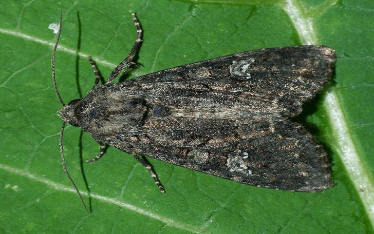 Огородная совка - Lacanobia oleracea L.