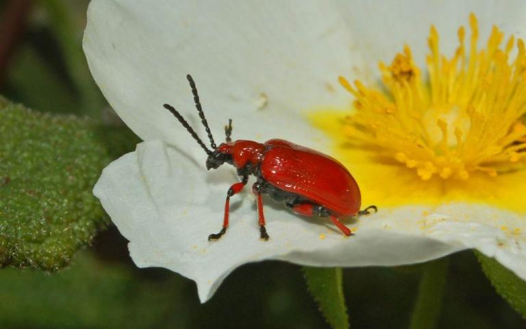 Луковый листоед - Lilioceris merdigera (Scopoli)