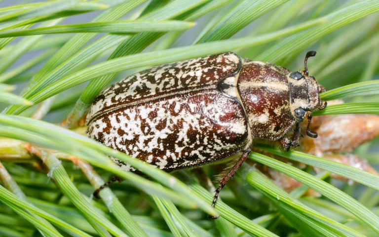 Хрущ мраморный - Polyphylla fullo L.