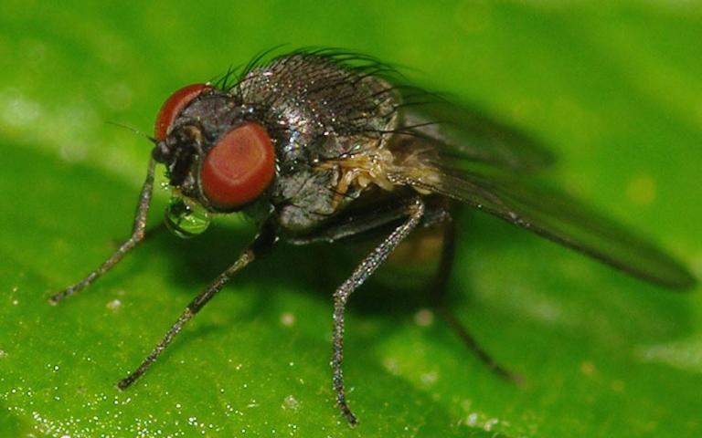 Стеблевая люпиновая минирующая муха - Napomyzalateralis Fll.