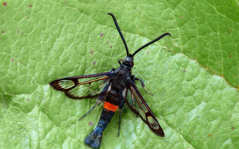 Яблонная стеклянница - Synanthedon myopaeformis (Borkh.)