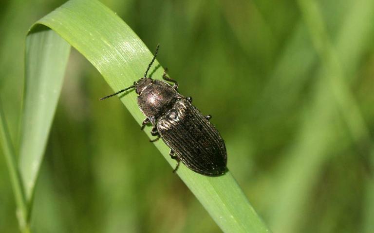 Широкий щелкун - Selatosomus latus F.