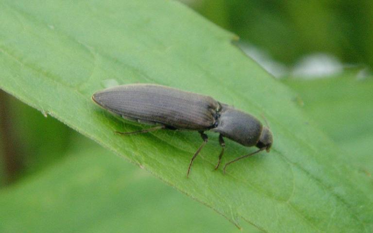 Щелкун полосатый - Agriotes lineatus (L.)