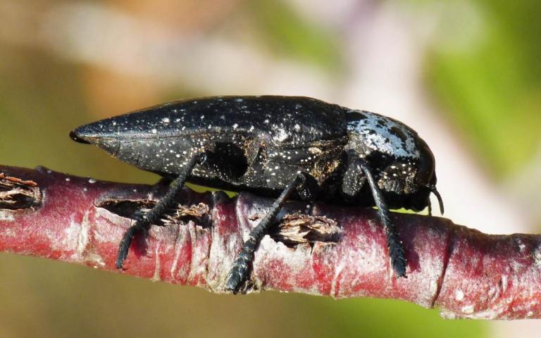 Черная златка - Capnodis tenebrionis (L.)