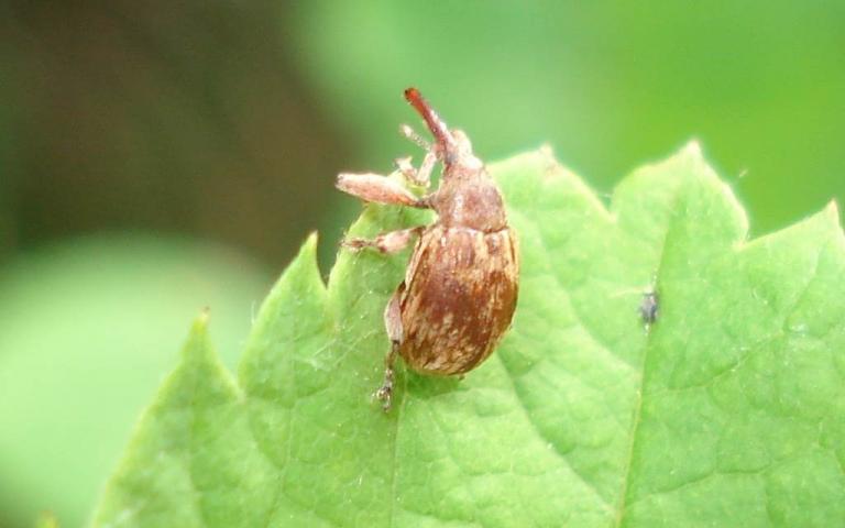 Черемуховый косточковый цветоед - Furcipus rectirostris (L)