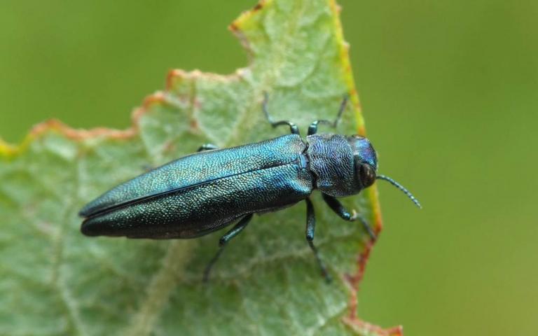 Узкотелая смородинная златка - Agrilus chrysoderes Ab.