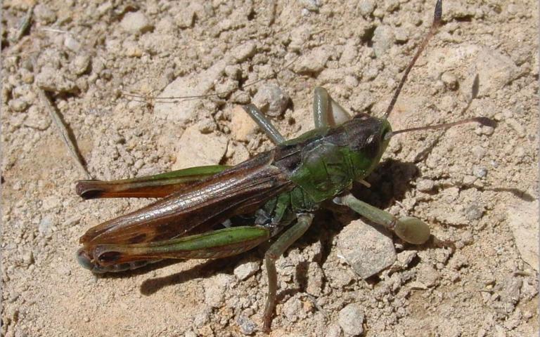 Сибирская кобылка - Aeropus sibiricus (L.) 