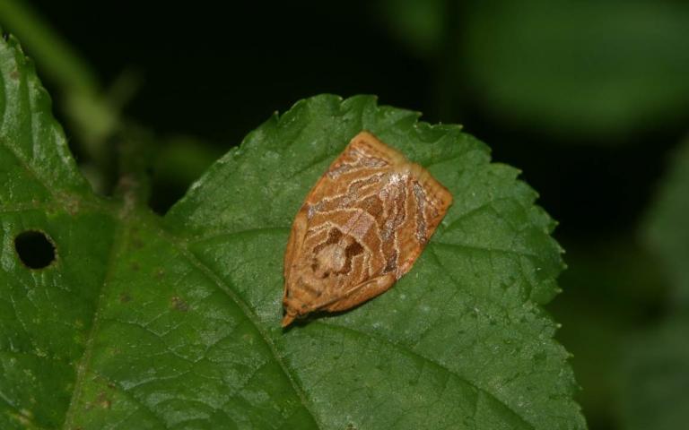 Сетчатая листовертка - Adoxophyes reticulana Hub.